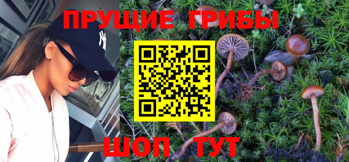 Псилоцибиновые грибы Cubensis Псков